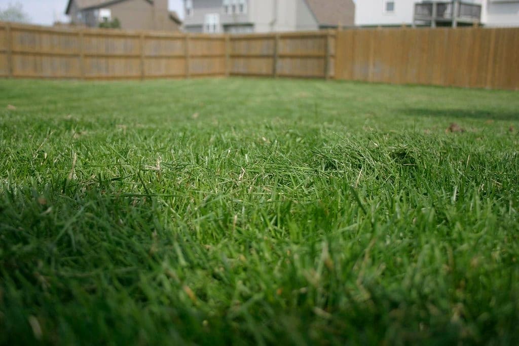 Freshly mowed backyard lawn behind a fence at a Guelph home