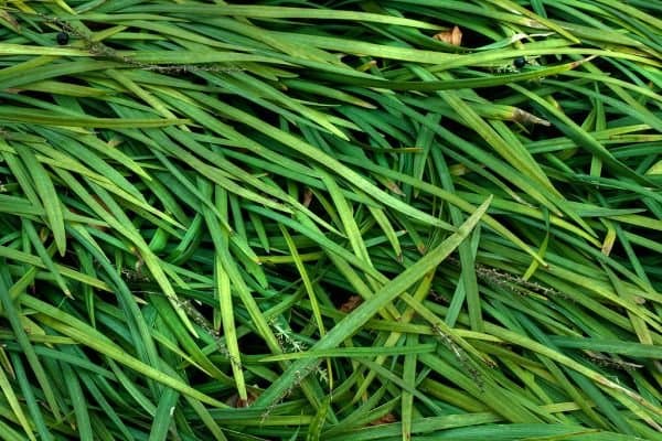 Lush green grass of a freshly established lawn in Guelph