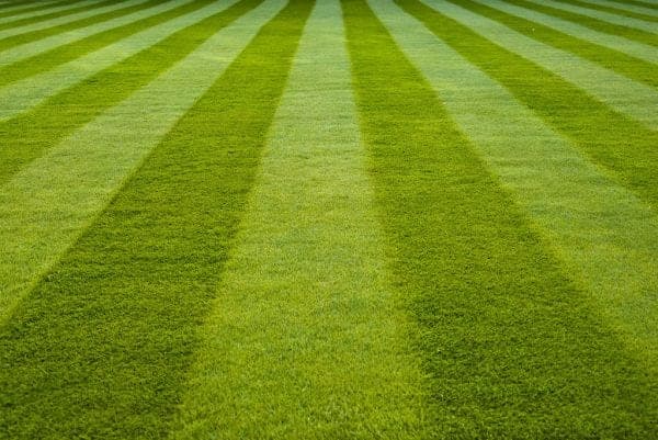Thick, healthy striped lawn in Guelph after aeration and overseeding